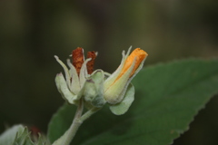 Melhania hamiltoniana